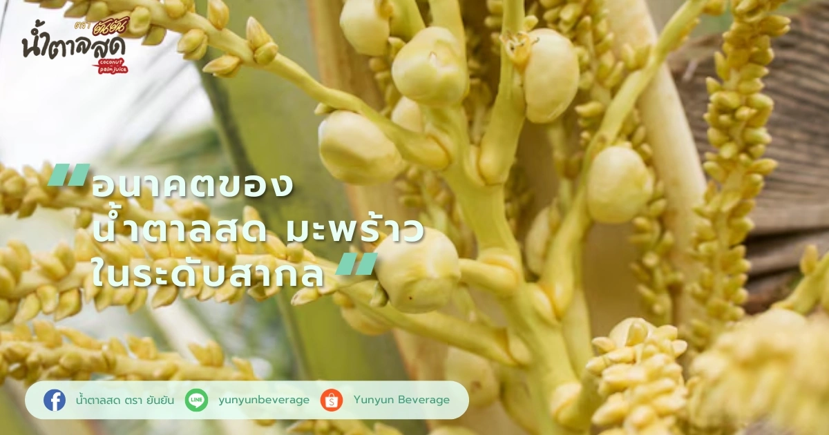 อนาคตของ น้ำตาลสด มะพร้าว ในระดับสากล