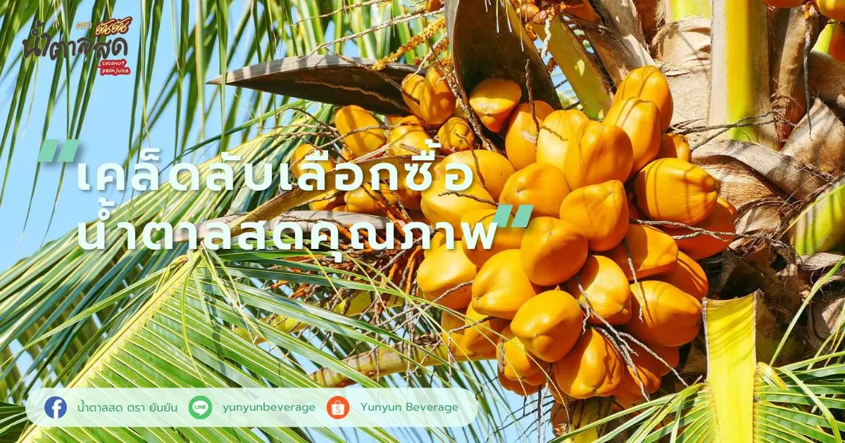 เคล็ดลับเลือกซื้อน้ำตาลสดคุณภาพ