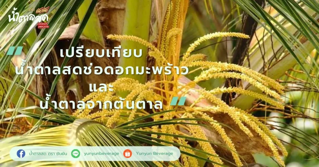 เปรียบเทียบ น้ำตาลสดช่อดอกมะพร้าวและ น้ำตาลจากต้นตาล