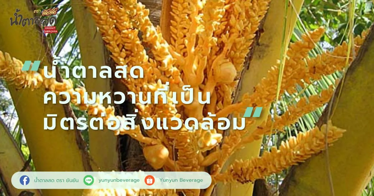 น้ำตาลสด ความหวานที่เป็นมิตรต่อสิ่งแวดล้อม