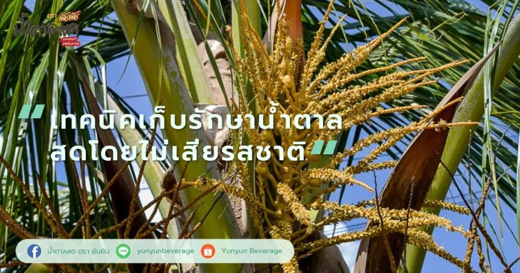 เทคนิคเก็บรักษาน้ำตาลสดโดยไม่เสียรสชาติ