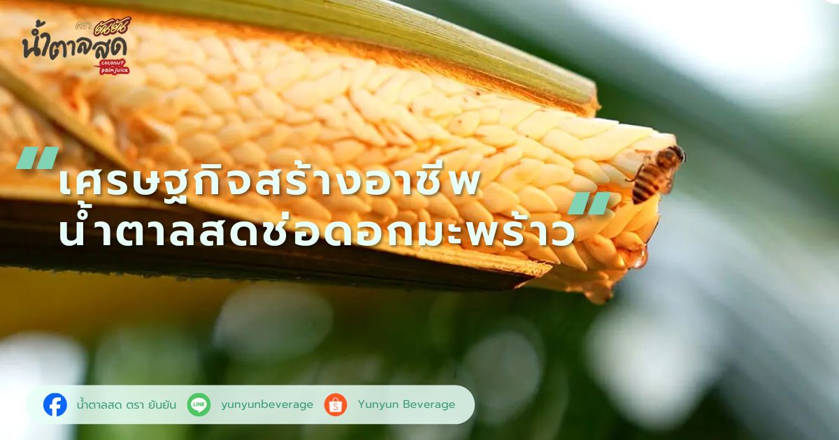 เศรษฐกิจสร้างอาชีพ น้ำตาลสดช่อดอกมะพร้าว